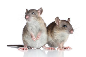 Two rats posing on a white background